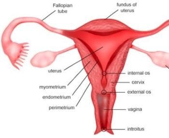 Causes of Abnormal Uterine Bleeding Non-pregnant