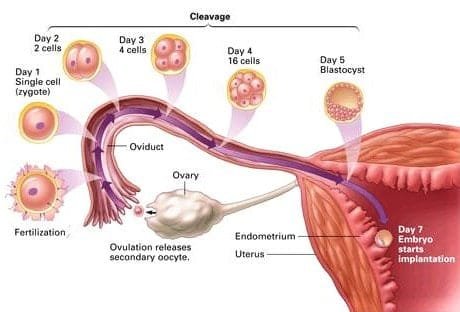 Ovulation Calculator Ovulation Calendar
