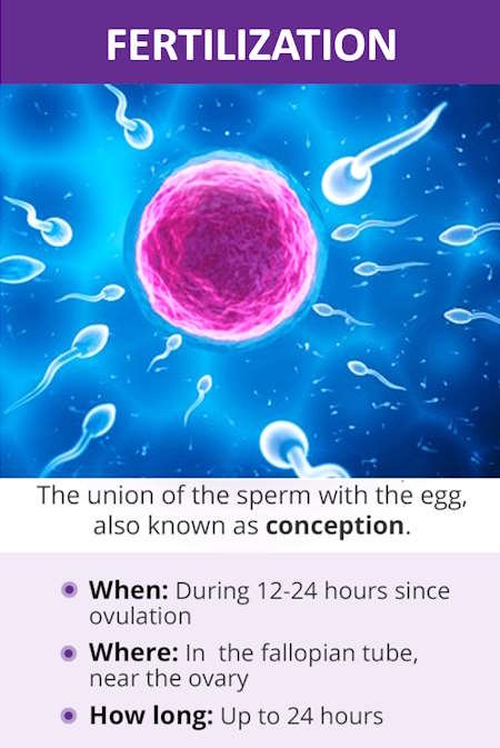 how do you get pregnant - fertilization date