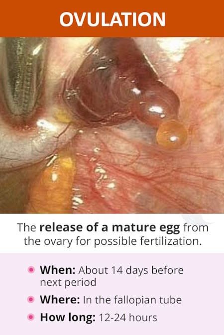 how do you get pregnant - ovulation date